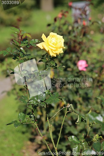 Image of Roses in the garden