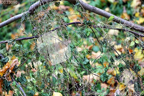 Image of autumn leaves