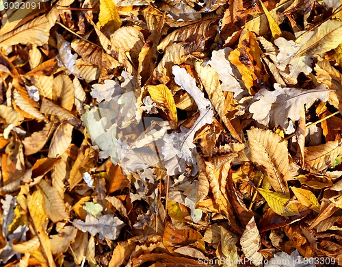 Image of autumn leaves