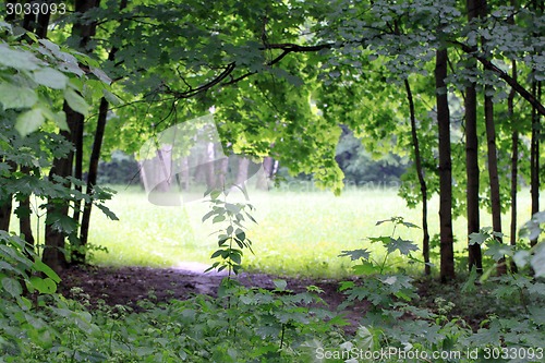 Image of the forest