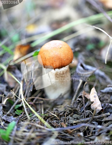 Image of orange-cap boletus mushroom