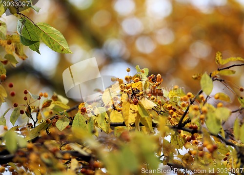 Image of autumn leaves