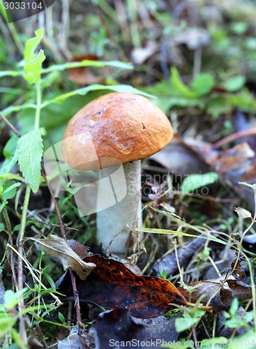 Image of orange-cap boletus mushroom