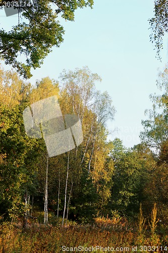 Image of birch leaves