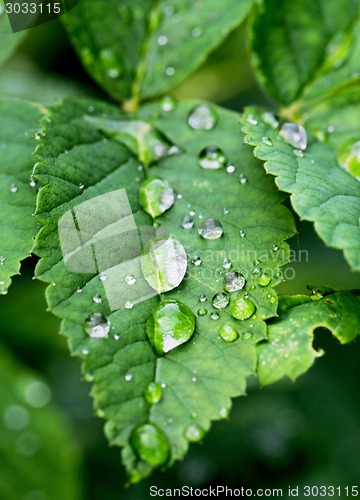 Image of water drop