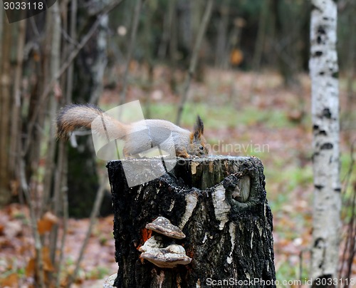 Image of forestry protein