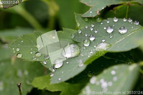 Image of water drop