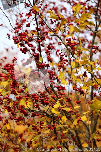 Image of autumn leaves