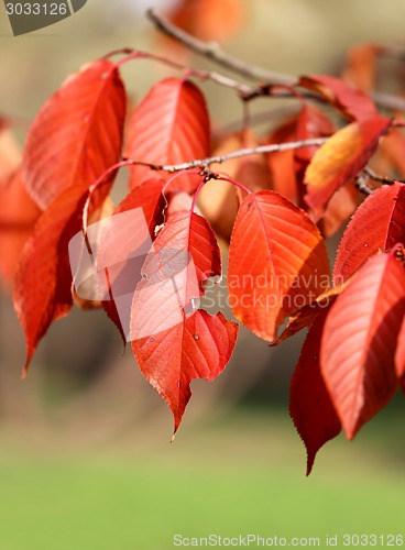 Image of autumn leaves