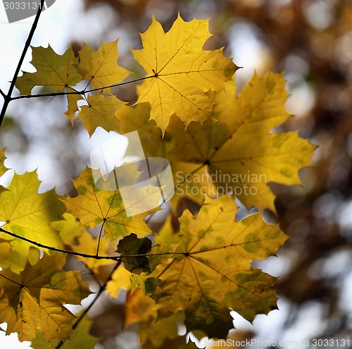 Image of autumn leaves