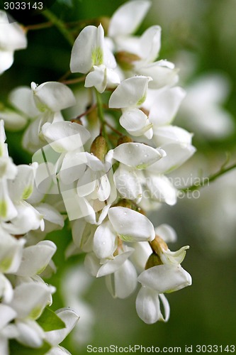 Image of white flowers