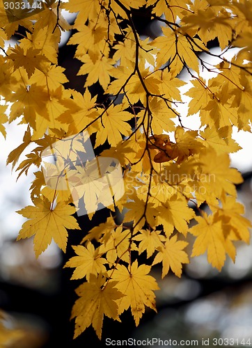 Image of autumn leaves