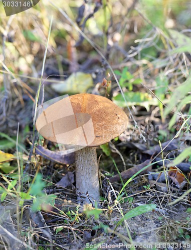 Image of beautiful mushroom boletus