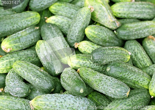 Image of texture of the cucumber is photographed