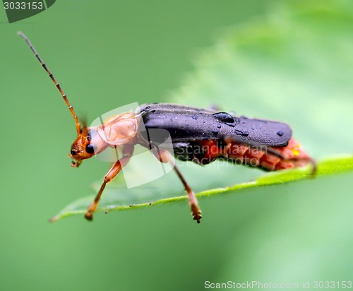 Image of beetle firefighter