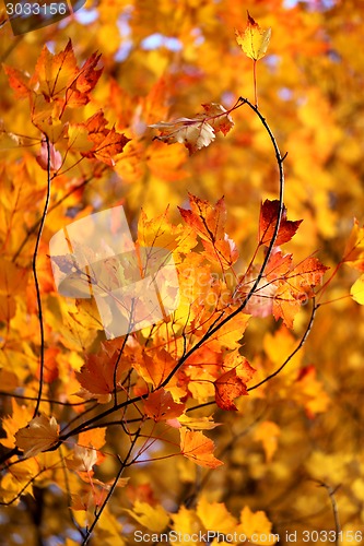 Image of autumn leaves