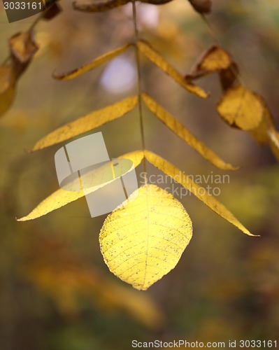 Image of autumn leaves