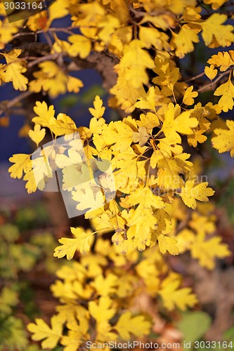 Image of autumn leaves