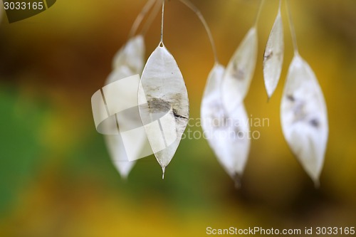 Image of autumn leaves