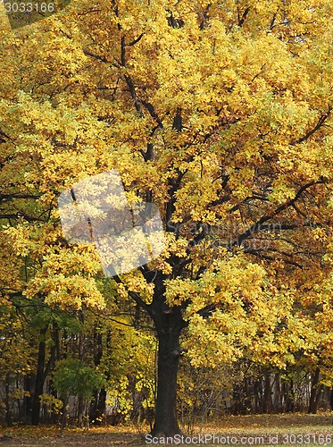 Image of autumn leaves