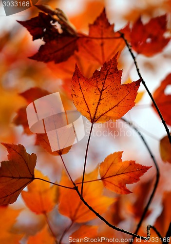 Image of autumn leaves