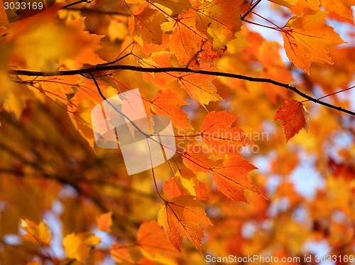 Image of autumn leaves