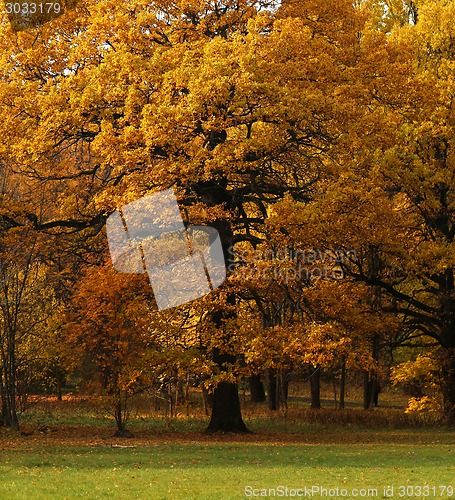 Image of autumn leaves