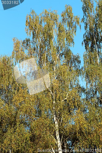 Image of birch leaves