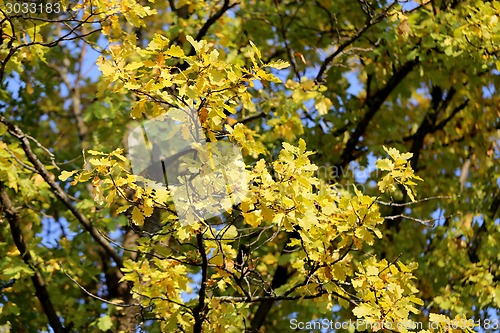 Image of autumn leaves
