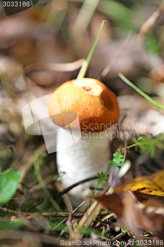 Image of orange-cap boletus mushroom