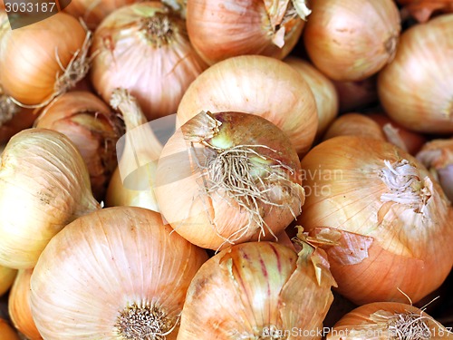 Image of texture of onions photographed close up