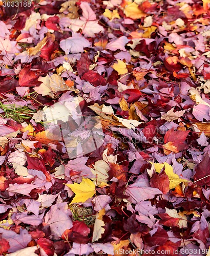 Image of autumn leaves