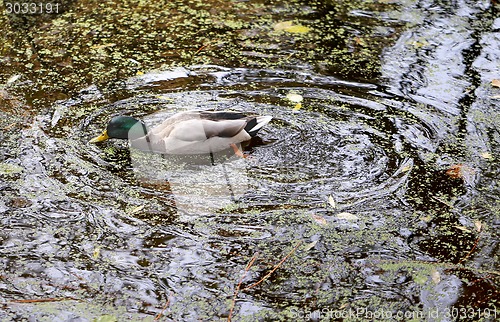 Image of duck in the pond