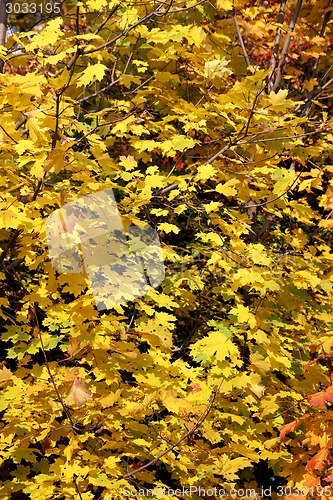 Image of autumn leaves