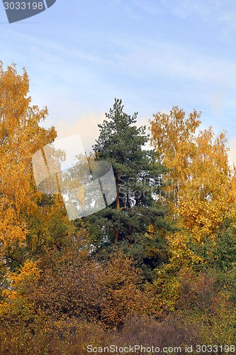 Image of autumn leaves