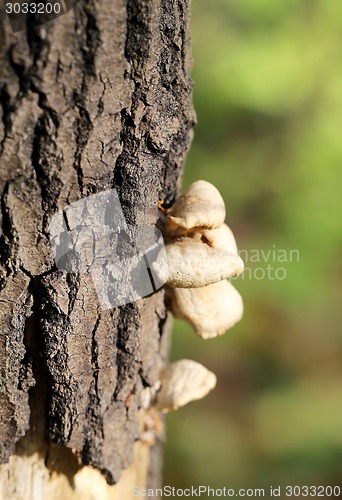 Image of Tree with mushrooms
