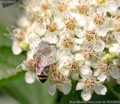 Image of bee on a flower