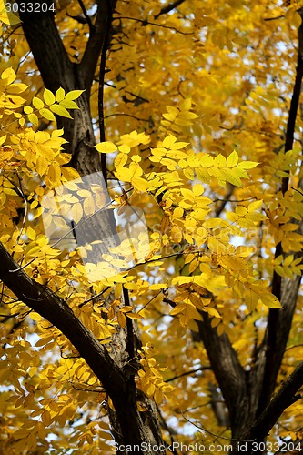 Image of autumn leaves