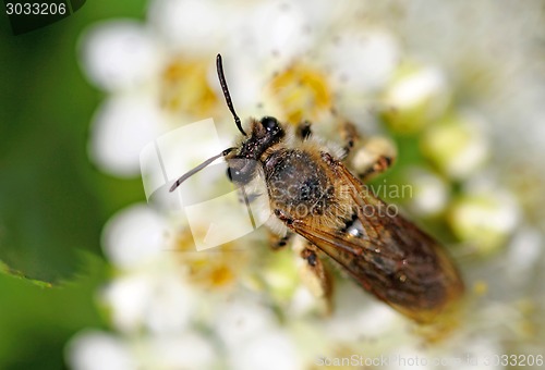 Image of bee on a flower