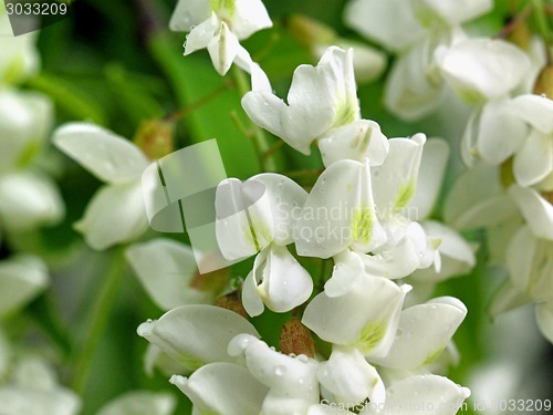 Image of white flowers