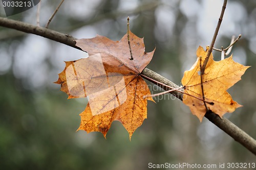 Image of maple leaf