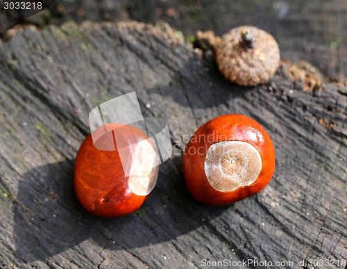 Image of Chestnuts on the ground