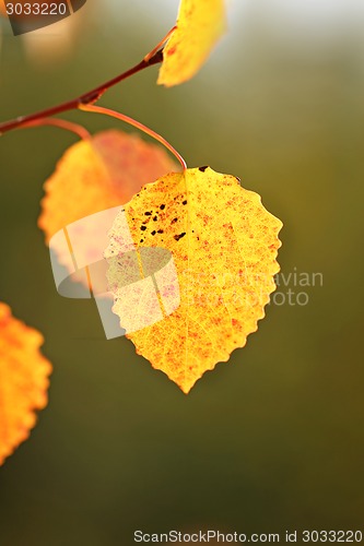 Image of autumn leaves