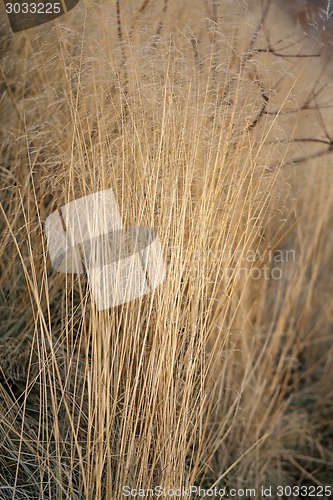 Image of dry grass