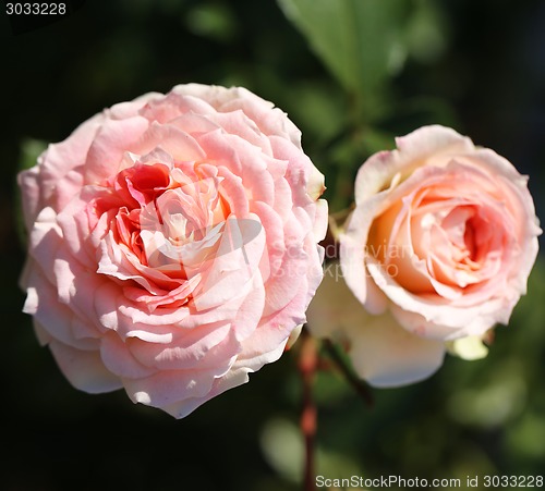 Image of Roses in the garden