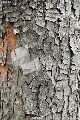 Image of oak bark