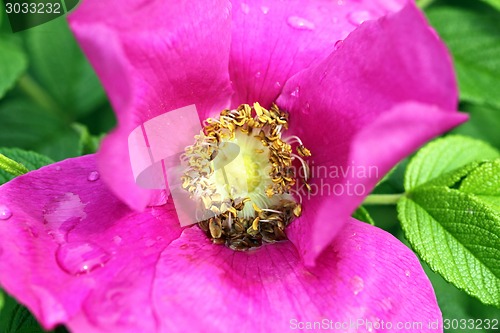 Image of flowers of wild rose