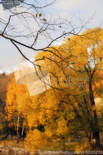 Image of autumn trees