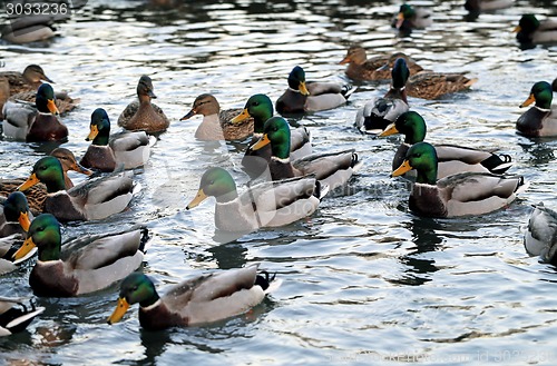 Image of duck in the pond