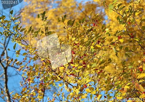 Image of autumn leaves